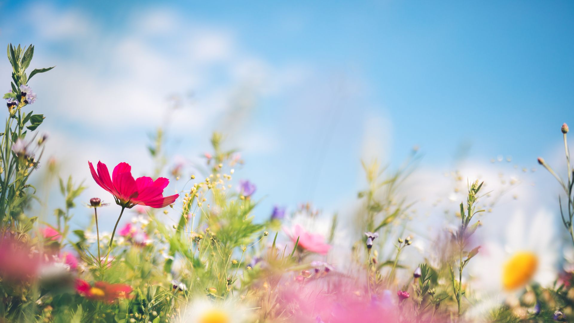 Blumenwiese Blumenwiese Wohlbefinden