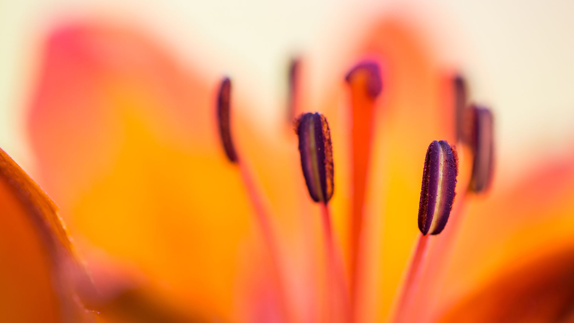 Lilie, Foto Hubert Hilscher