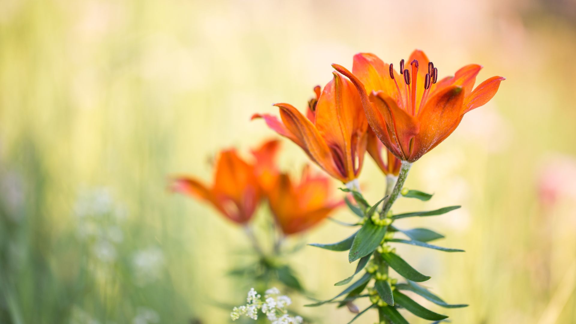 Lilie, Foto Hubert Hilscher