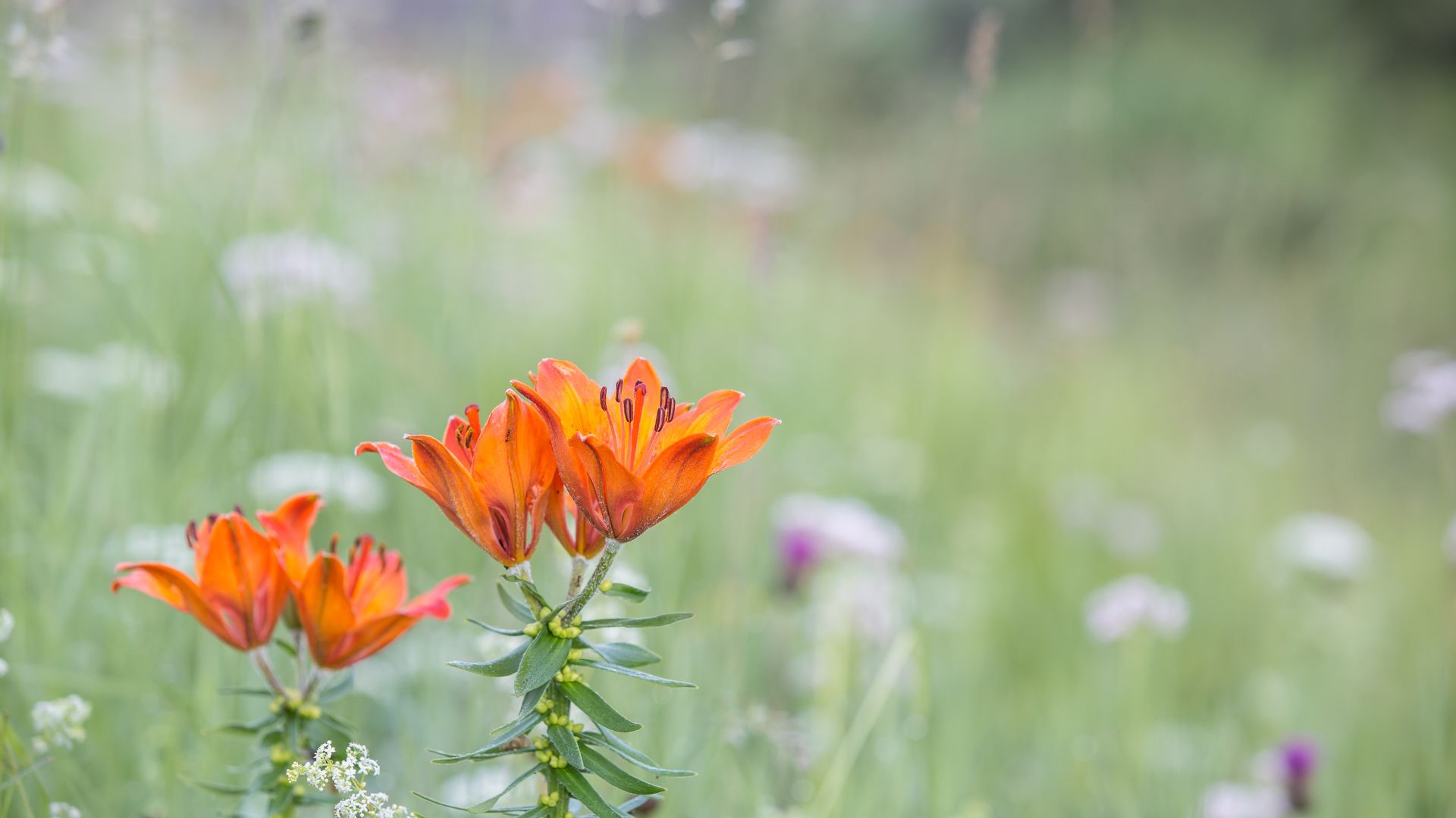 Lilie, Foto Hubert Hilscher