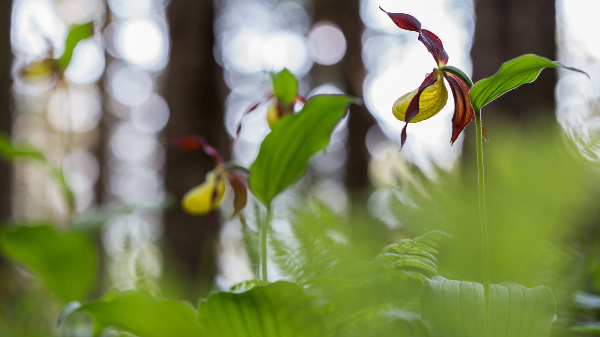 Frauenschuh, Foto Hubert Hilscher