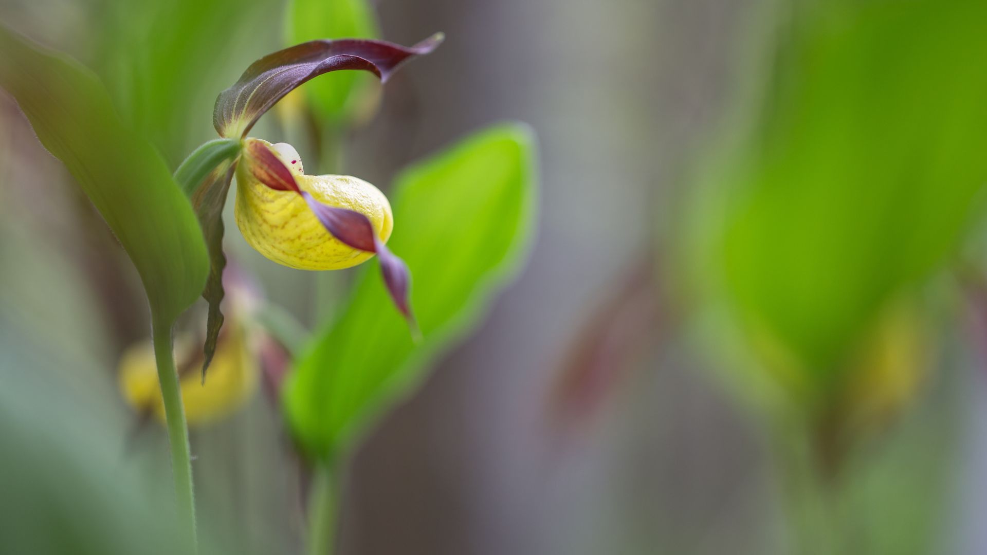 Frauenschuh, Foto Hubert Hilscher