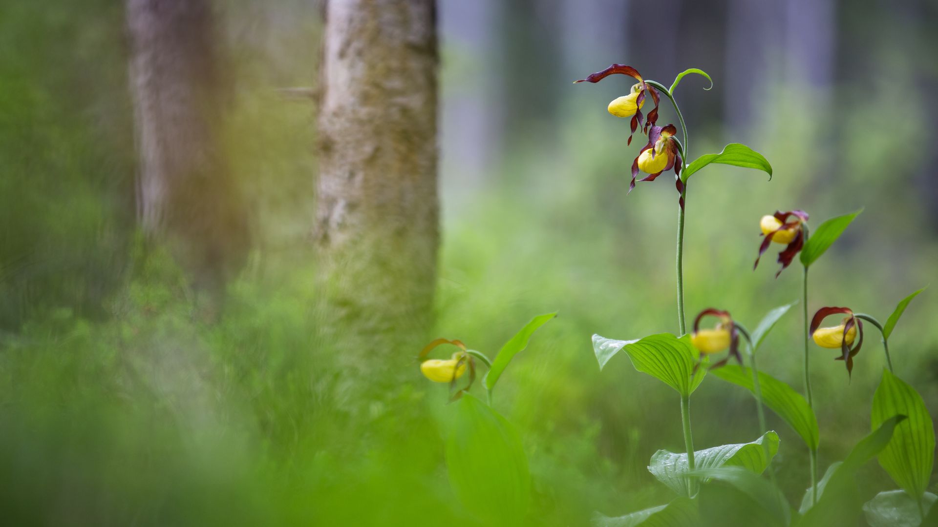 Frauenschuh Frauenschuh, Foto Hubert Hilscher