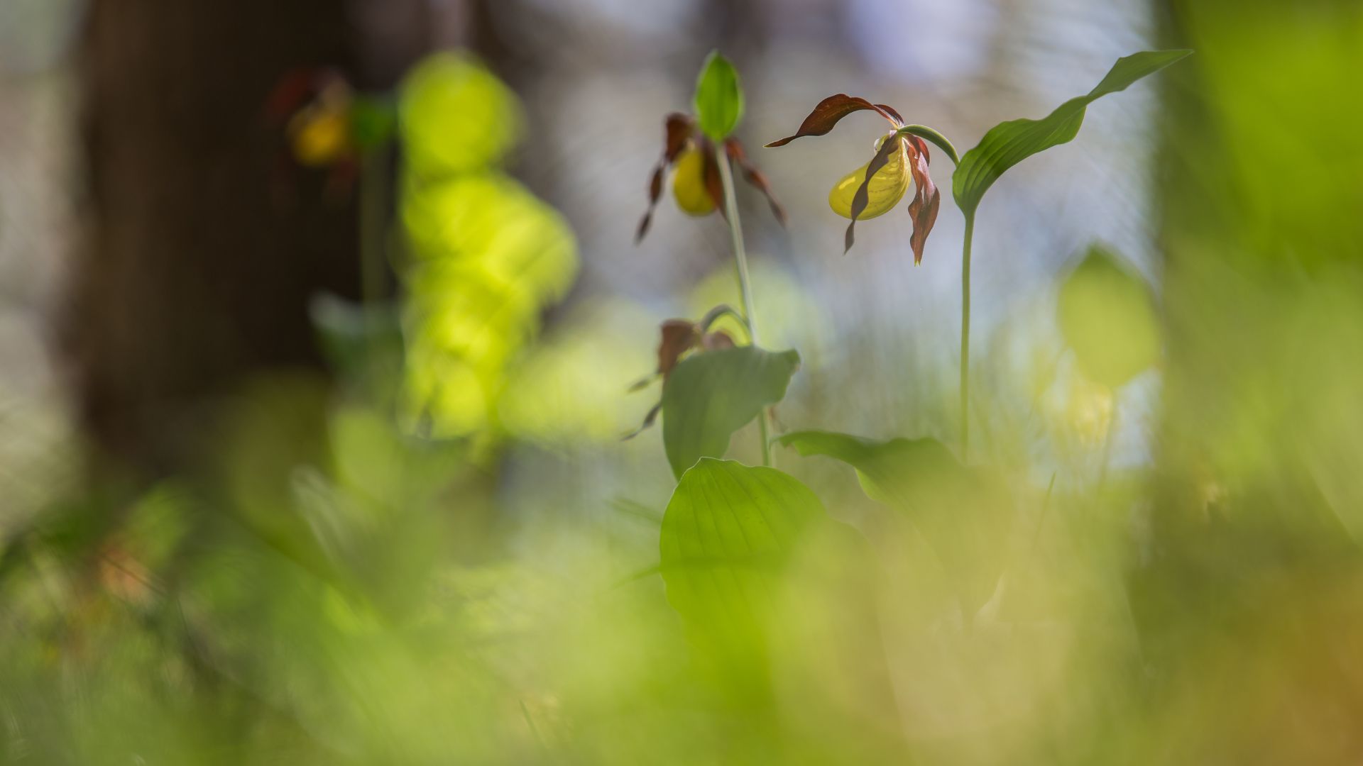 Frauenschuh, Foto Hubert Hilscher